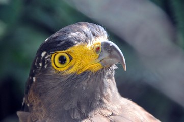 Crested serpent eagle ( Spilornis cheela ) 