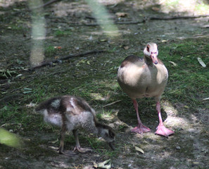 The Egyptian goose (Alopochen aegyptiaca) with chicks