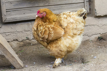 Domestic Chicken close-up