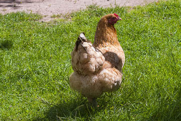 Domestic Chicken close-up