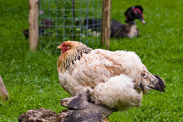 Domestic Chicken close-up