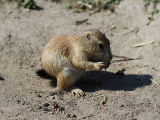 Prairie dog