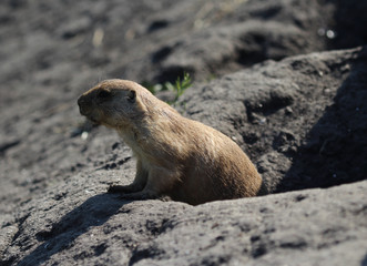 Prairie dog