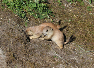 Prairie dog