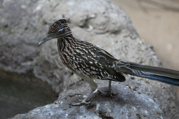 The greater roadrunner (Geococcyx californianus)