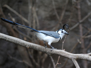 The white-throated magpie-jay (Calocitta formosa)
