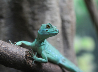 Plumed basilisk (basiliscus plumifrons)
