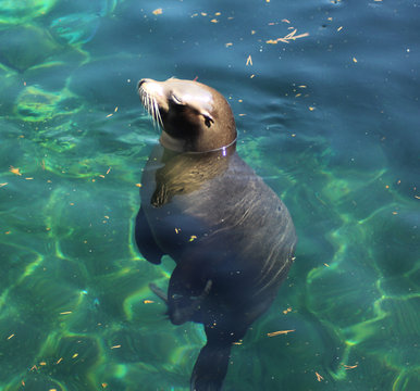 California sea lion	
