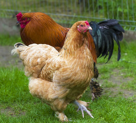 Domestic Chicken close-up