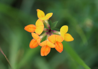 Lotus corniculatus	