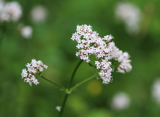 Anthriscus sylvestris