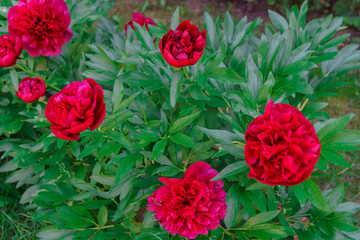 Luxurious buds of burgundy peony in the garden.