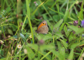 gatekeeper butterfly (Pyronia tithonus)	