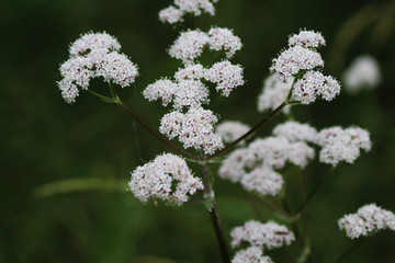 Anthriscus sylvestris