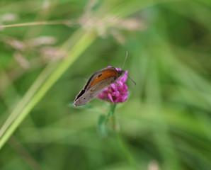gatekeeper butterfly (Pyronia tithonus)	