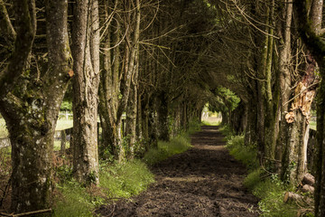 Beautiful path of clay among trees on a farm