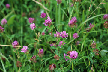 Red clover (trifolium pratense)