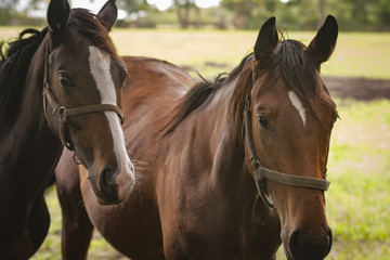 Closeup of Horses in an open grass field