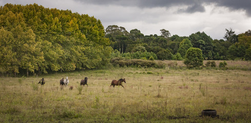 Horses running in an open grass field