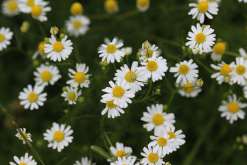 common daisy (Bellis perennis)