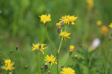 catsear (Hypochaeris radicata)