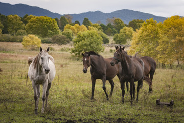 Obraz premium Horses in an open grass field