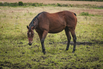 Fototapeta premium Horses in an open grass field