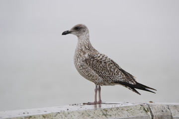 oiseau de mer