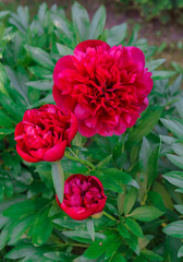 Luxurious buds of burgundy peony in the garden.