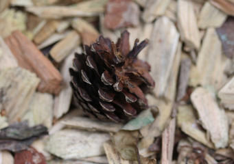 Pinecone of pinus sylvestris