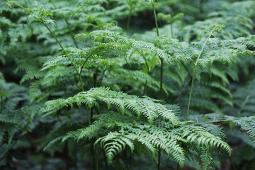 Pteridium aquilinum