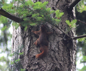 red squirrel (Sciurus vulgaris)