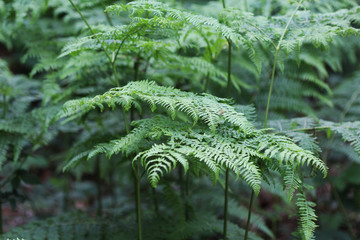 Pteridium aquilinum
