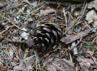 Pinecone of pinus sylvestris