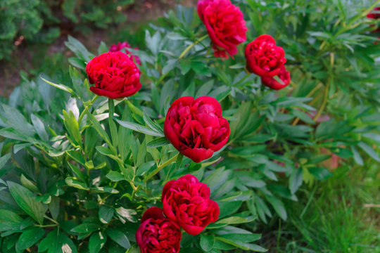 Luxurious buds of burgundy peony in the garden.