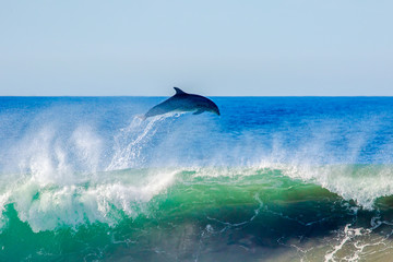 Dolphin Flyaway © RunAmuck Photography