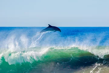 Foto op Canvas Dolphin Flyaway © RunAmuck Photography