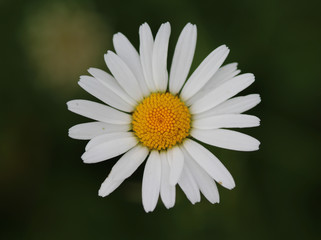Obraz premium common daisy (Bellis perennis)