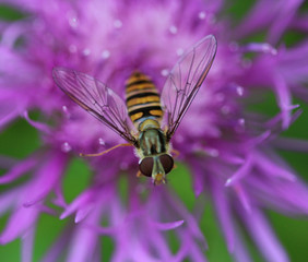 marmalade hoverfly (Episyrphus balteatus)