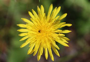 common dandelion (Taraxacum officinale)	