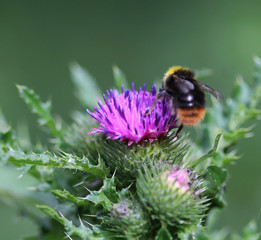 Bombus pratorum	