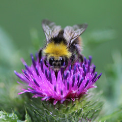 Bombus pratorum	