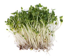 kaiware sprout, japanese vegetable or watercress on white background