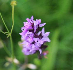 heath spotted-orchid (Dactylorhiza maculata)