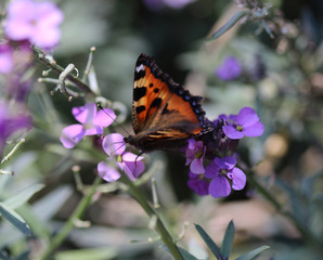 The small tortoiseshell (Aglais urticae)