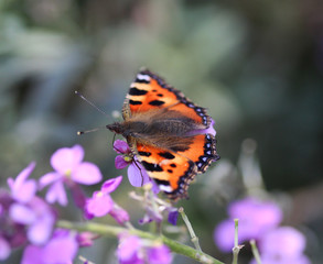 Fototapeta premium The small tortoiseshell (Aglais urticae)