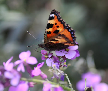 The small tortoiseshell (Aglais urticae)