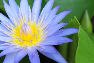 Blue Lotus flower background