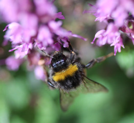 the buff-tailed bumblebee (Bombus terrestris)