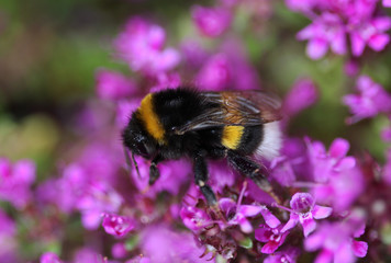 the buff-tailed bumblebee (Bombus terrestris)